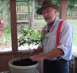Blueberry Plant Pots and Soil